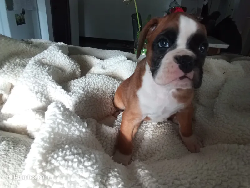 Harper – Boxer puppy for sale in Shipshewana, IN
