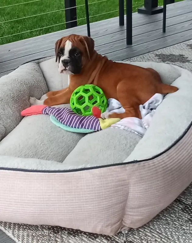Harper – Boxer puppy for sale in Shipshewana, IN
