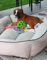 Harper, a female Boxer for sale in Shipshewana, IN – 1 of 10