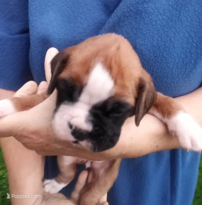 Harper – Boxer puppy for sale in Shipshewana, IN