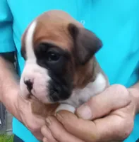 Ellie , a female Boxer for sale in Shipshewana, IN – Photo 2 of 6