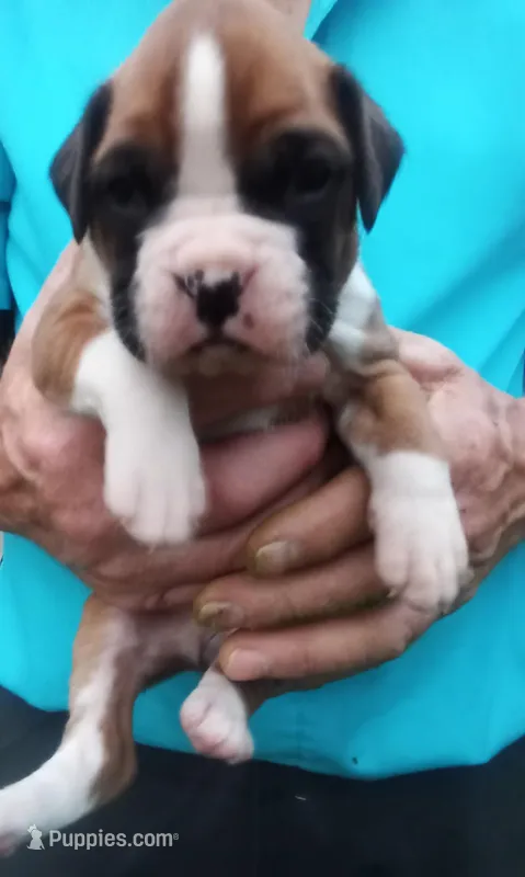 Ellie  – Boxer puppy for sale in Shipshewana, IN