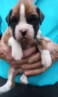 Ellie , a female Boxer for sale in Shipshewana, IN – Photo 1 of 6