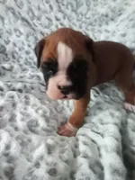 Harper, a female Boxer for sale in Shipshewana, IN – Photo 7 of 7