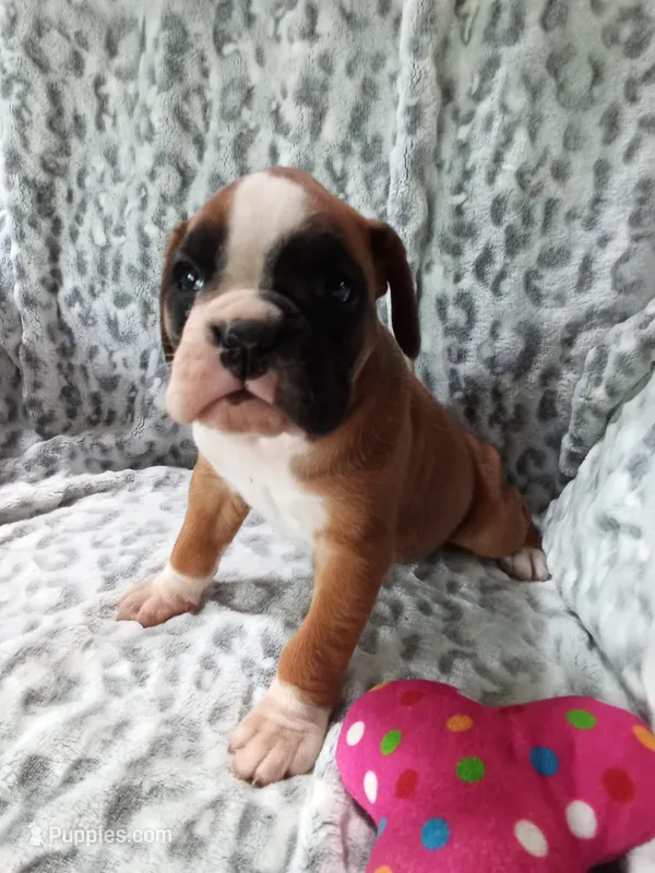 Harper – Boxer puppy for sale in Shipshewana, IN