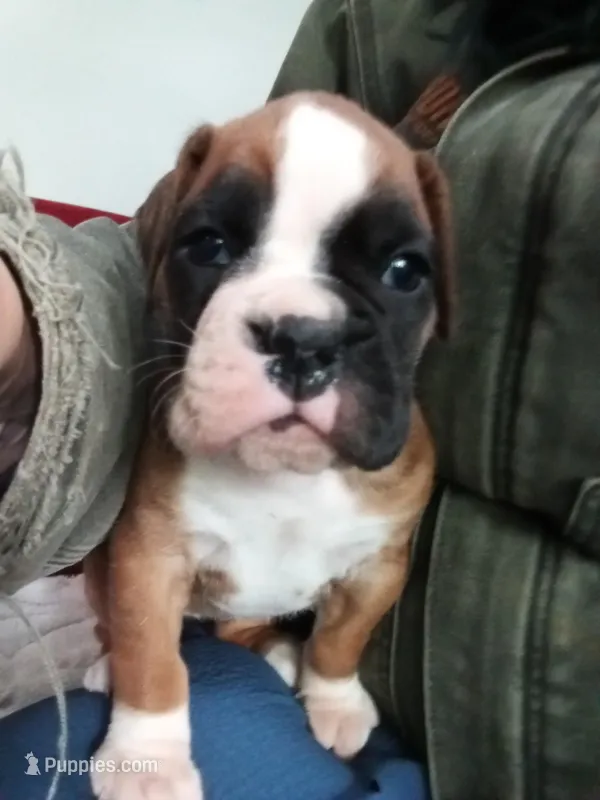 Harper – Boxer puppy for sale in Shipshewana, IN