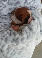 Harper, a female Boxer for sale in Shipshewana, IN – Photo 6 of 7