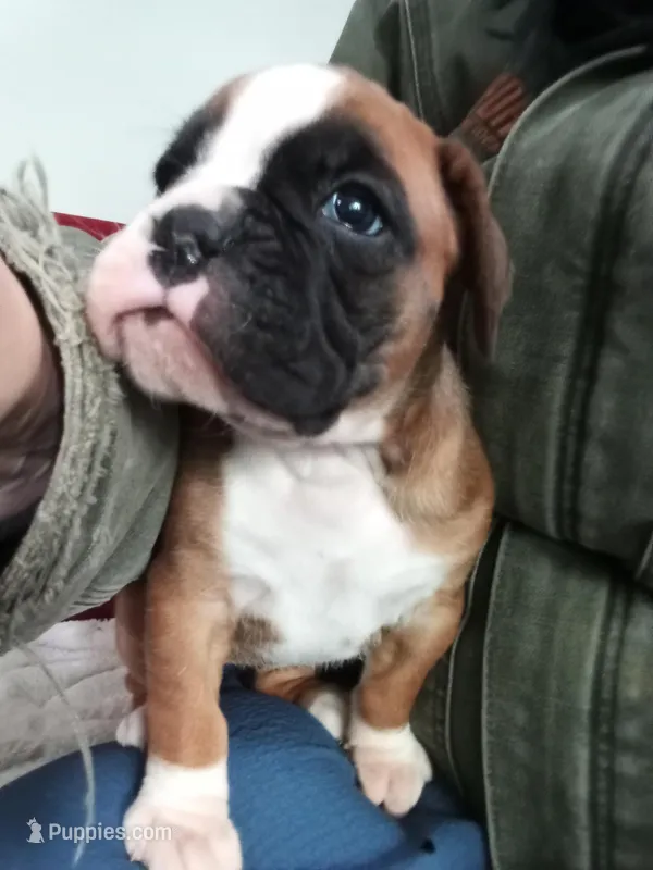 Harper – Boxer puppy for sale in Shipshewana, IN
