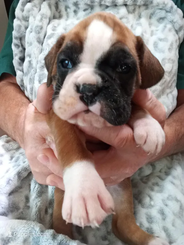 Harper – Boxer puppy for sale in Shipshewana, IN