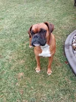 Harper, a female Boxer for sale in Shipshewana, IN – 7 of 10