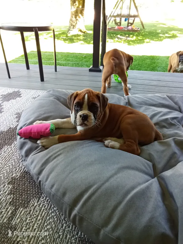 Ellie  – Boxer puppy for sale in Shipshewana, IN