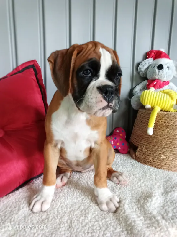 Harper – Boxer puppy for sale in Shipshewana, IN