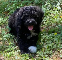 Haydes, a male Poodle - Miniature  for sale in Snellville, GA – 1 of 3