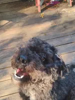 Haydes, a male Poodle - Miniature  for sale in Snellville, GA – 2 of 3