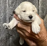 Dozer, Boy 5, a male Miniature Schnauzer for sale in Allons, TN – 2 of 5