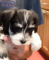 Sunglasses, Boy-1, a male Miniature Schnauzer for sale in Allons, TN – 4 of 10