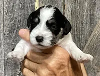 Dot, Girl 1, a female Miniature Schnauzer for sale in Allons, TN – 2 of 5