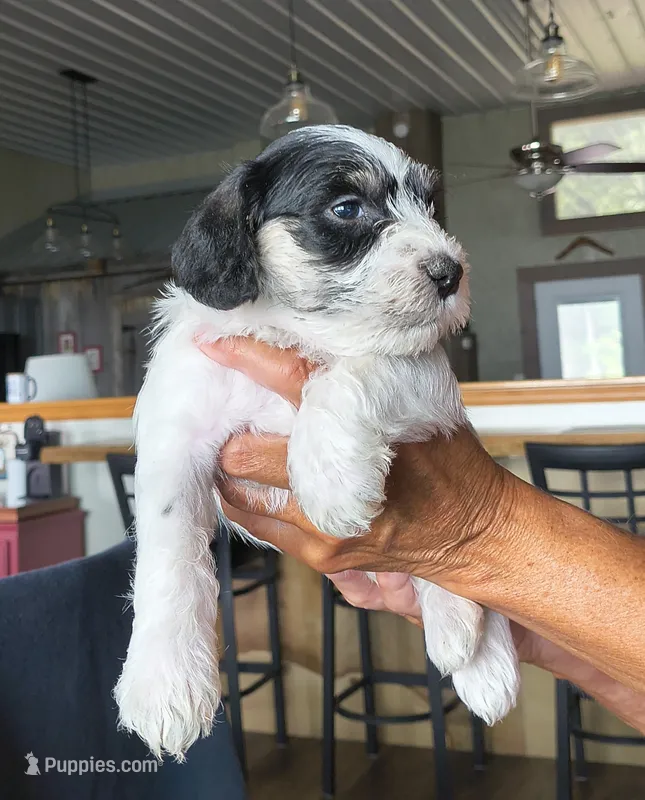 Dot, Girl 1 – Miniature Schnauzer puppy for sale in Allons, TN