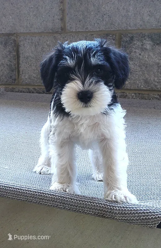 Sunglasses, Boy-1 – Miniature Schnauzer puppy for sale in Allons, TN