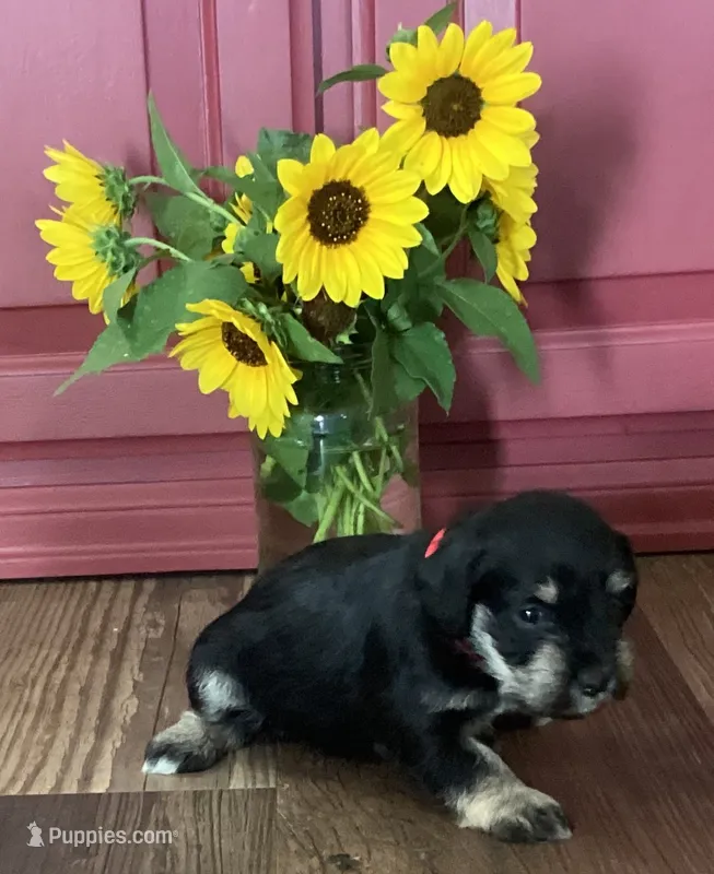 Precious, Girl 2 – Miniature Schnauzer puppy for sale in Allons, TN