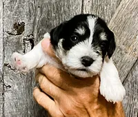 Sunglasses, Boy-1, a male Miniature Schnauzer for sale in Allons, TN – 2 of 5