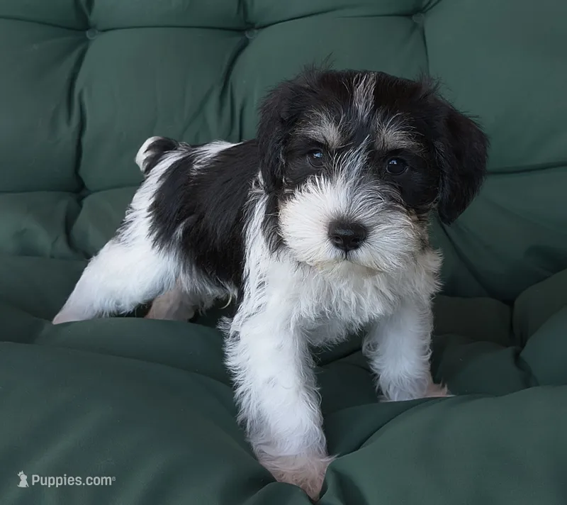 Sunglasses, Boy-1 – Miniature Schnauzer puppy for sale in Allons, TN