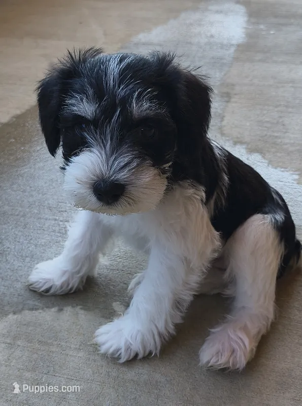 Sunglasses, Boy-1 – Miniature Schnauzer puppy for sale in Allons, TN