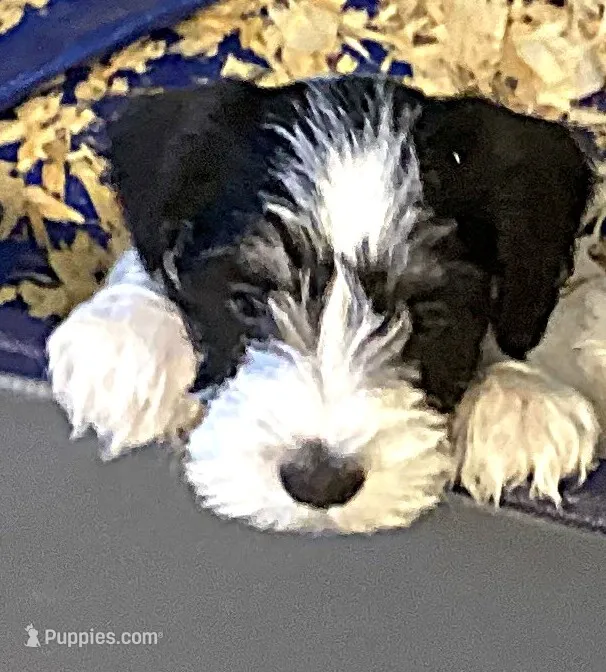 Dot, Girl 1 – Miniature Schnauzer puppy for sale in Allons, TN