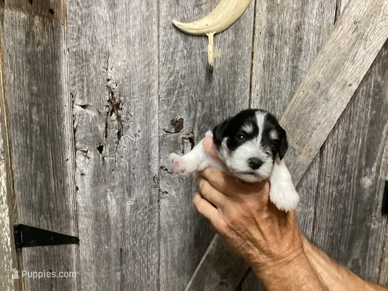 Sunglasses, Boy-1 – Miniature Schnauzer puppy for sale in Allons, TN