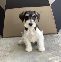 WINSTON, a male Miniature Schnauzer for sale in Allons, TN – 2 of 10