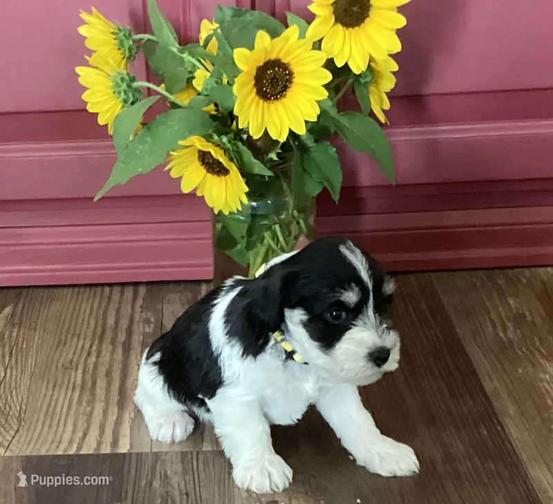 Sunglasses, Boy-1 – Miniature Schnauzer puppy for sale in Allons, TN
