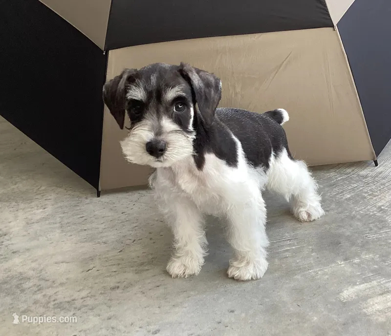 WINSTON – Miniature Schnauzer puppy for sale in Allons, TN