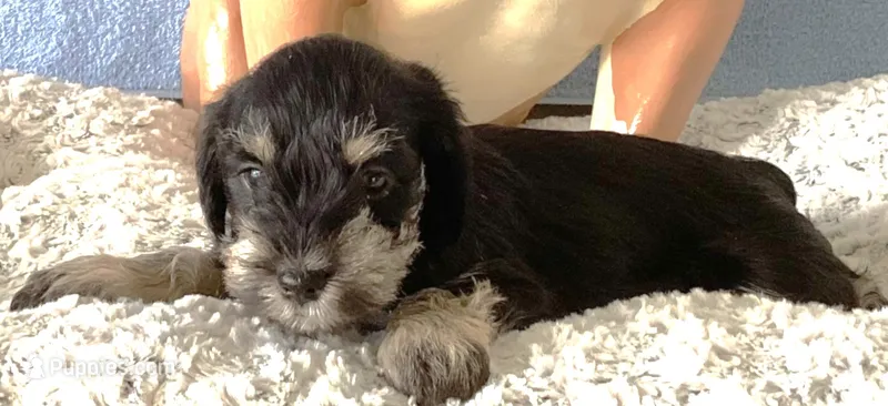 Precious, Girl 2 – Miniature Schnauzer puppy for sale in Allons, TN