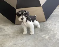 WINSTON, a male Miniature Schnauzer for sale in Allons, TN – 10 of 10