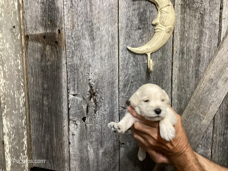 Dozer, Boy 5 – Miniature Schnauzer puppy for sale in Allons, TN