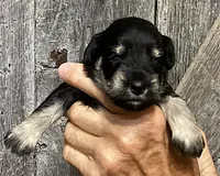 Precious, Girl 2, a female Miniature Schnauzer for sale in Allons, TN – 2 of 5