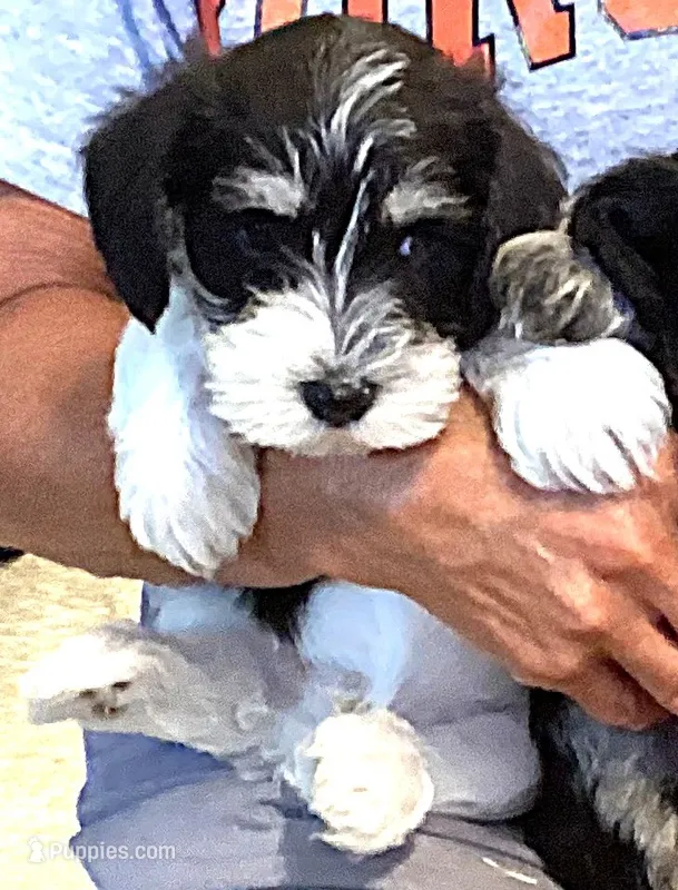 Sunglasses, Boy-1 – Miniature Schnauzer puppy for sale in Allons, TN