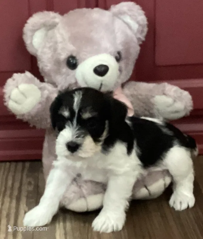 Sunglasses, Boy-1 – Miniature Schnauzer puppy for sale in Allons, TN