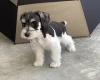 WINSTON, a male Miniature Schnauzer for sale in Allons, TN – 6 of 10
