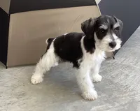 WINSTON, a male Miniature Schnauzer for sale in Allons, TN – 4 of 10