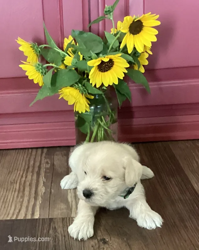Dozer, Boy 5 – Miniature Schnauzer puppy for sale in Allons, TN