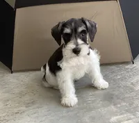 WINSTON, a male Miniature Schnauzer for sale in Allons, TN – 3 of 10
