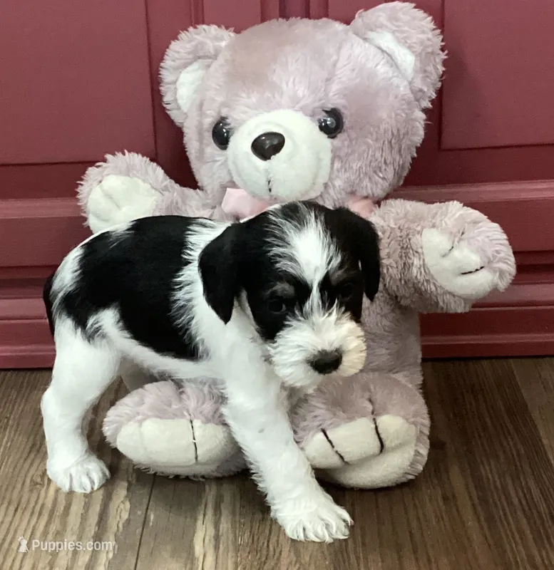 Dot, Girl 1 – Miniature Schnauzer puppy for sale in Allons, TN