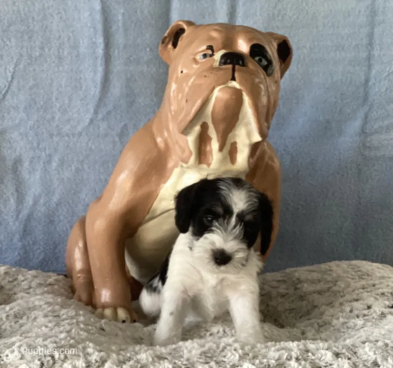 Dot, Girl 1 – Miniature Schnauzer puppy for sale in Allons, TN
