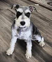 Boy 5, a male Miniature Schnauzer for sale in Allons, TN – 2 of 6