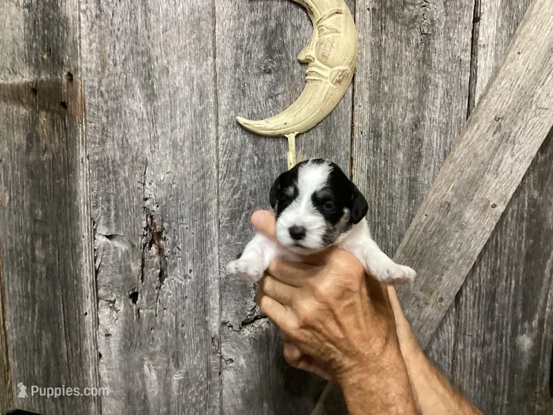 Dot, Girl 1 – Miniature Schnauzer puppy for sale in Allons, TN