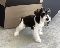 WINSTON, a male Miniature Schnauzer for sale in Allons, TN – 7 of 10