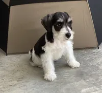 WINSTON, a male Miniature Schnauzer for sale in Allons, TN – 5 of 10