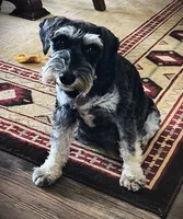 Boy-1, a male Miniature Schnauzer for sale in Allons, TN – 3 of 6