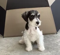 WINSTON, a male Miniature Schnauzer for sale in Allons, TN – 9 of 10